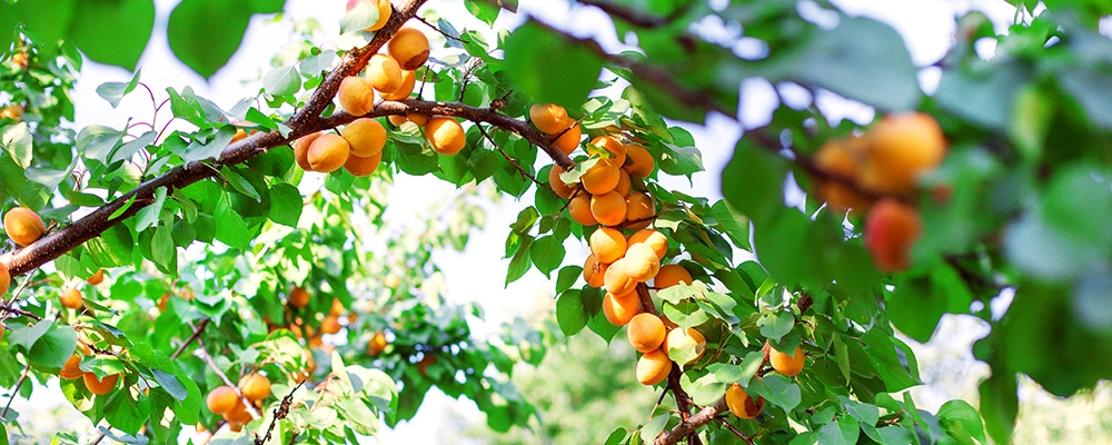 Apricots on tree branch