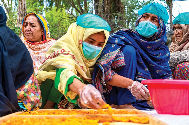 Women harvesting apricots