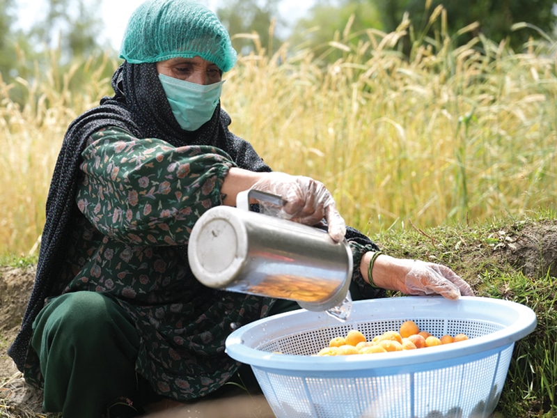 Woman in Pakistan processing apricots