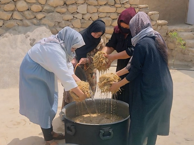 Women in Afghanistan processing mushrooms